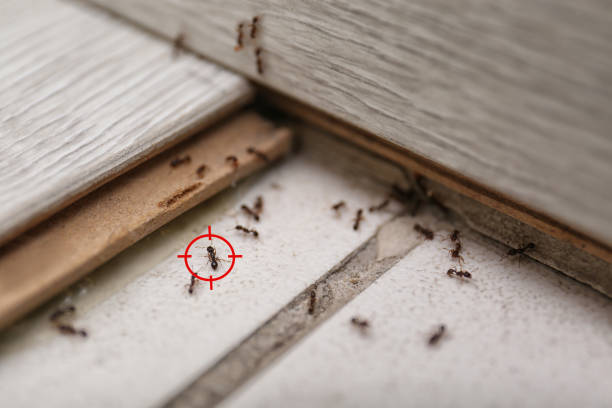 Best Termite Control Services  in San Jose, CA