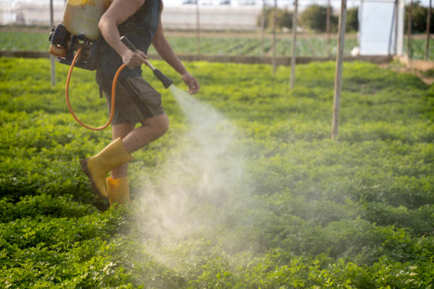 Insect Control in San Jose, CA