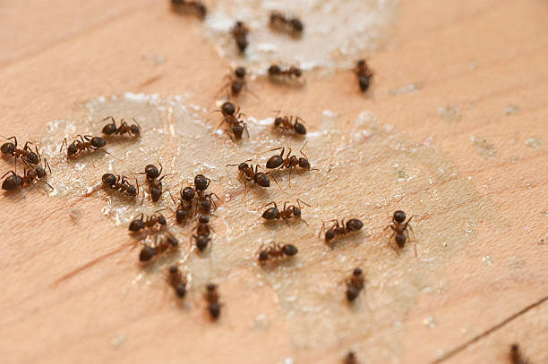 Best Pest Control Cost  in San Jose, CA